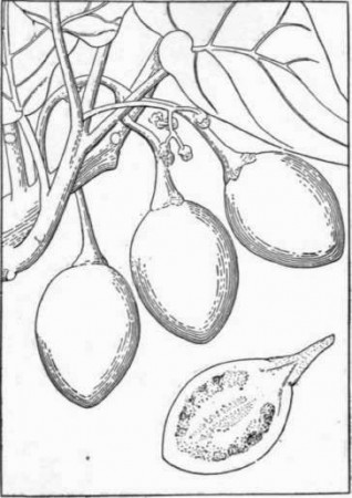 Fig Tree Coloring Page Sketch Coloring Page in 2023 | Tree coloring page, Fig  tree, Coloring pages