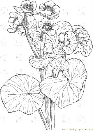 Marigold 4 Coloring Page - Free Flowers Coloring Pages :  ColoringPages101.com