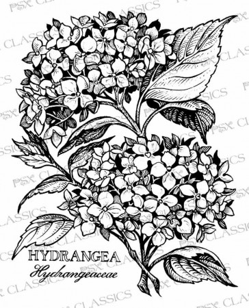 Hydrangea Coloring Pages Gallery | Drawings, Flower sketches, Flower drawing