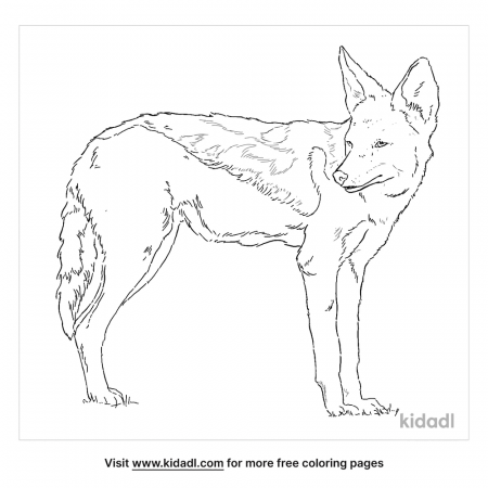 Black-Backed Jackal Coloring Page | Free Animals Coloring Page | Kidadl