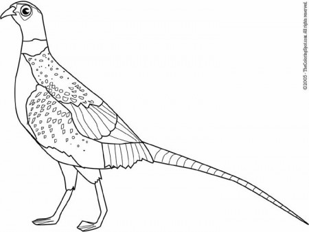 Pheasant Coloring Page | Audio Stories for Kids | Free Coloring Pages |  Colouring Printables