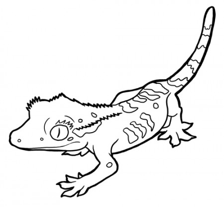 Animal Facts Coloring Sheets | Long Island Children's Museum