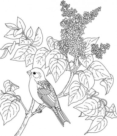 Lilac Coloring Pages - Best Coloring Pages For Kids in 2022 | Flower coloring  pages, Coloring pages, Printable flower coloring pages