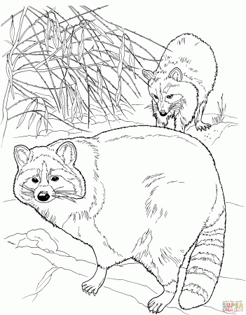 Two North American Raccoons coloring page | Free Printable Coloring Pages