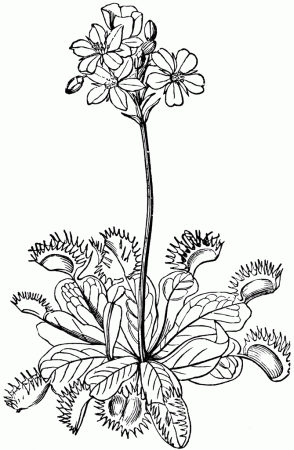 Venus' Fly-trap | ClipArt ETC