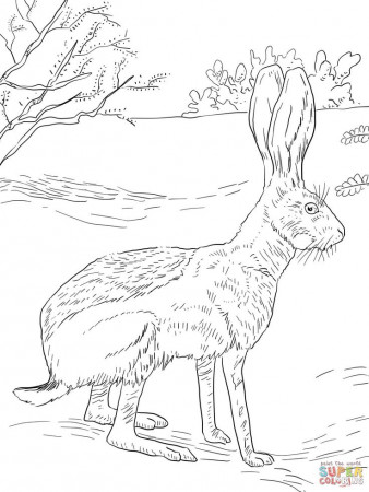 Antelope Jack Rabbit | Super Coloring | Owl coloring pages, Bunny coloring  pages, Animal coloring pages