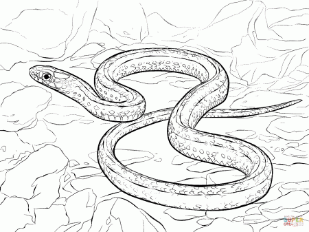 Plains Garter Snake coloring page | Free Printable Coloring Pages