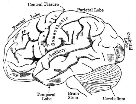 Major Lobes Of The Brain | Anatomía