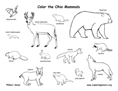 Ohio Habitats, Mammals, Birds, Amphibians, Reptiles