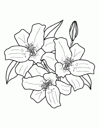 Printable Lily Coloring Page