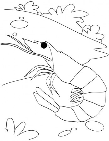 Red bee shrimp coloring page | Download Free Red bee shrimp ...