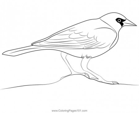 Pin on New World Blackbirds Coloring Pages