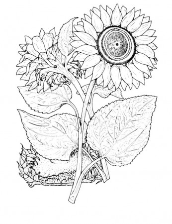 Sunflower coloring pages | 100 Free coloring pages