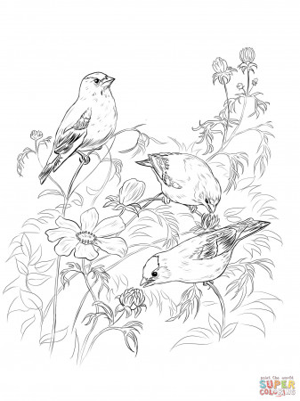 Goldfinch coloring pages | Free Coloring Pages
