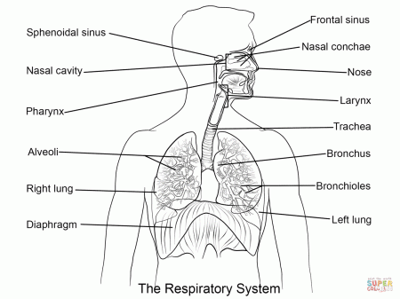 Respiratory System coloring page | Free Printable Coloring Pages