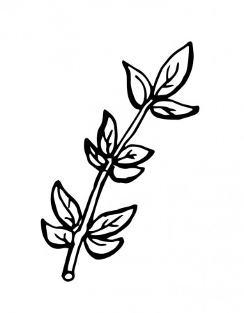 Hand drawn bunch of thyme branches isolated on white background. 7125889  Vector Art at Vecteezy