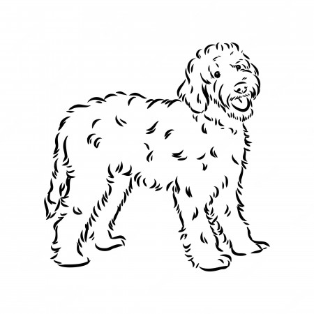 Premium Vector | Labradoodle mix dog - vector isolated illustration on  white background
