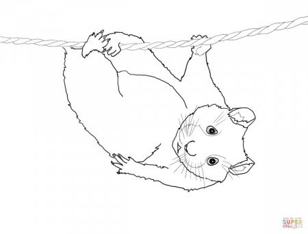 Cute Hamster Hanging on a Rope coloring page | Free Printable Coloring Pages