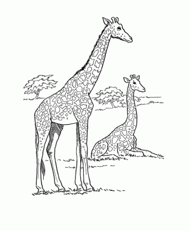 Wild animal coloring page -African Giraffe - African Safari Coloring Pages