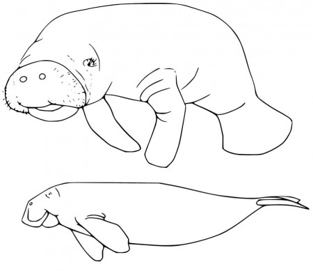 Manatee Coloring Pages - Free Printable Coloring Pages for Kids