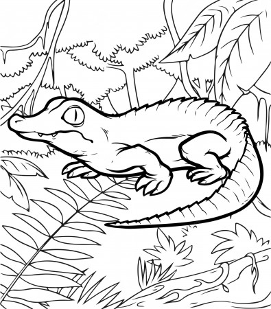 Premium Vector | Cute baby crocodile coloring pages for kids