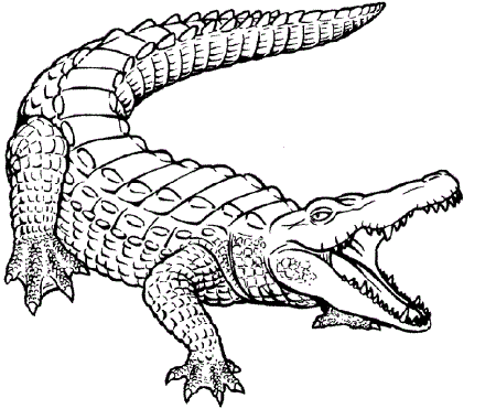 Free Printable Crocodile Coloring Pages For Kids