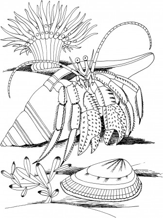 Coloring Pages : Printable Hermit Crab Coloring Coloringme Sea ...