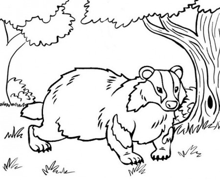 7 Best Badger Coloring Pages for Kids - Coloring Pages