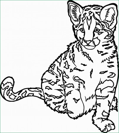 Wild Animal Coloring Pages Wild Animal Coloring Pages New Animals ...