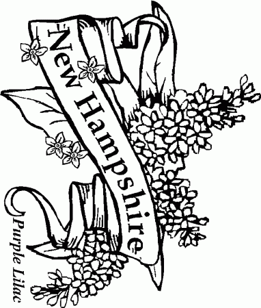 new hampshire state flower coloring page - Clip Art Library