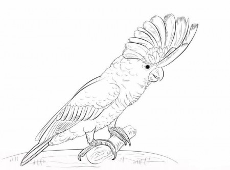Kids-n-fun.com | Coloring page Parrots Cockatoo 3