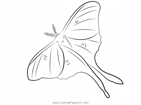 Green Moth Coloring Page for Kids - Free Moths Printable Coloring Pages  Online for Kids - ColoringPages101.com | Coloring Pages for Kids