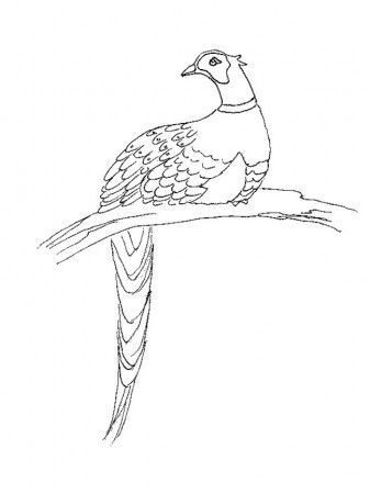 Pheasant Coloring Pages - Best Coloring Pages For Kids | Bird coloring pages,  Coloring pages, Color