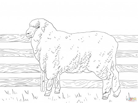 Sheep coloring pages | Free Coloring Pages