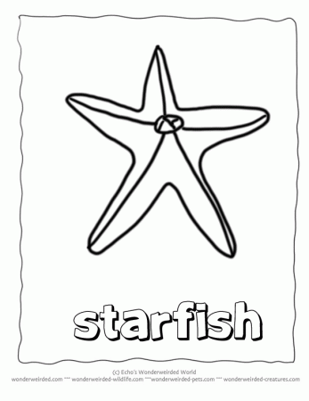 Starfish Coloring Pages, Echo's Sealife Coloring Pages of Starfish ...
