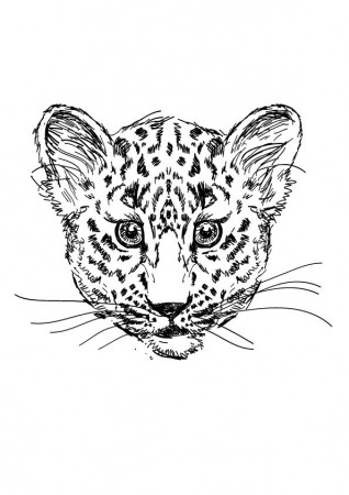 Free Printable Leopard Coloring Pages, Leopard Coloring Pictures for  Preschoolers, Kids | Parentune.com