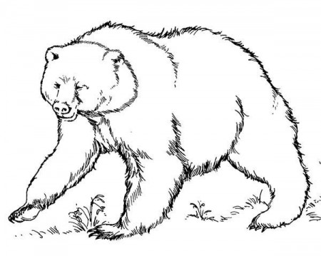Brown Bear Ready to Fight Coloring Pages | Best Place to Color