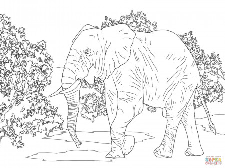 African rainforest animals coloring pages | Free Printable Pictures