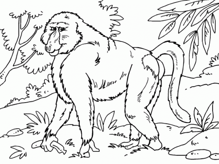 Baboon coloring page - Coloring Pages 4 U