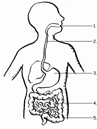 Free Coloring Pages Of Digestive System, Download Free Clip Art ...