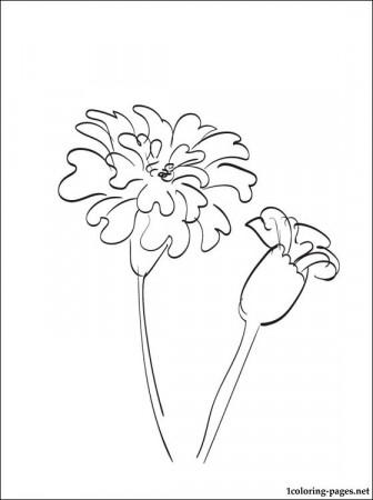 Marigold coloring page | Coloring pages