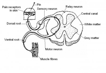 14.7: Nervous System Worksheet Answers - Medicine LibreTexts