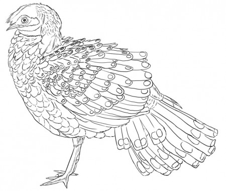 Bornean Peacock Pheasant Coloring Page - Free Printable Coloring Pages for  Kids