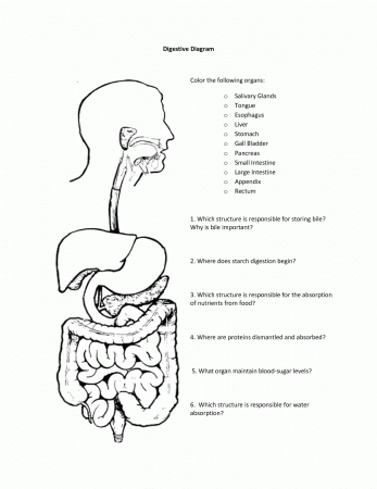 Digestive System Diagram Worksheet - Human Anatomy Diagram