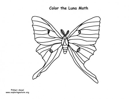 Luna Moth – Coloring Nature