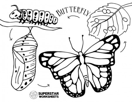 Butterfly Worksheets - Superstar Worksheets