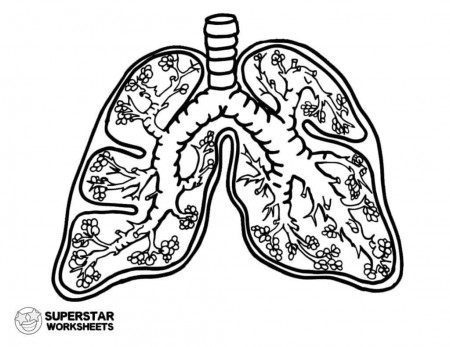 These fee printable human lung worksheets include coloring pages, label  worksheets, notebooking pages, and more! … | Human lungs, Coloring pages,  Science worksheets