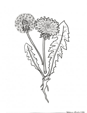 Scientist Takeover: Coloring Page Plants! - Carnegie Museum of Natural  History