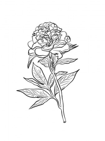Peony Flower coloring pages. Download and print Peony Flower coloring pages