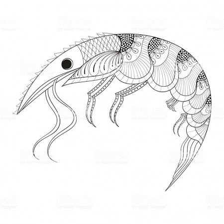 Hand Drawn Shrimp For Adult Anti Stress Coloring Pages Stock ...